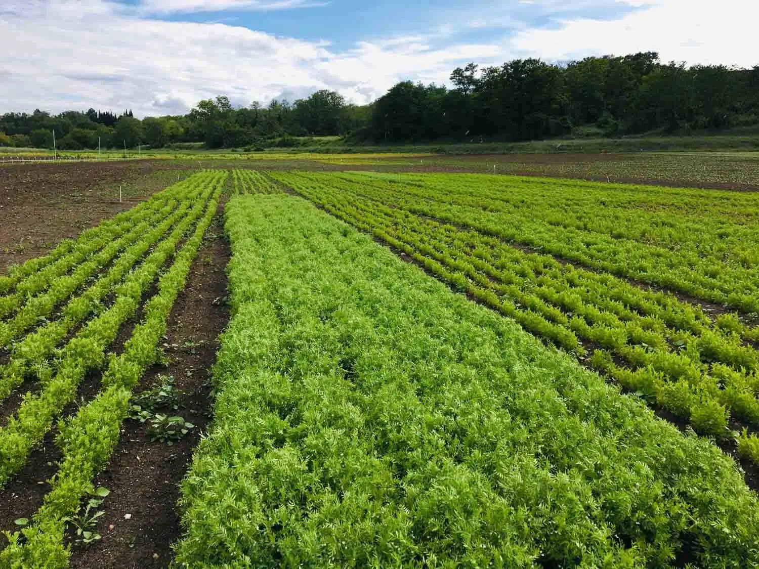 Pôle développement Agri Obtentions