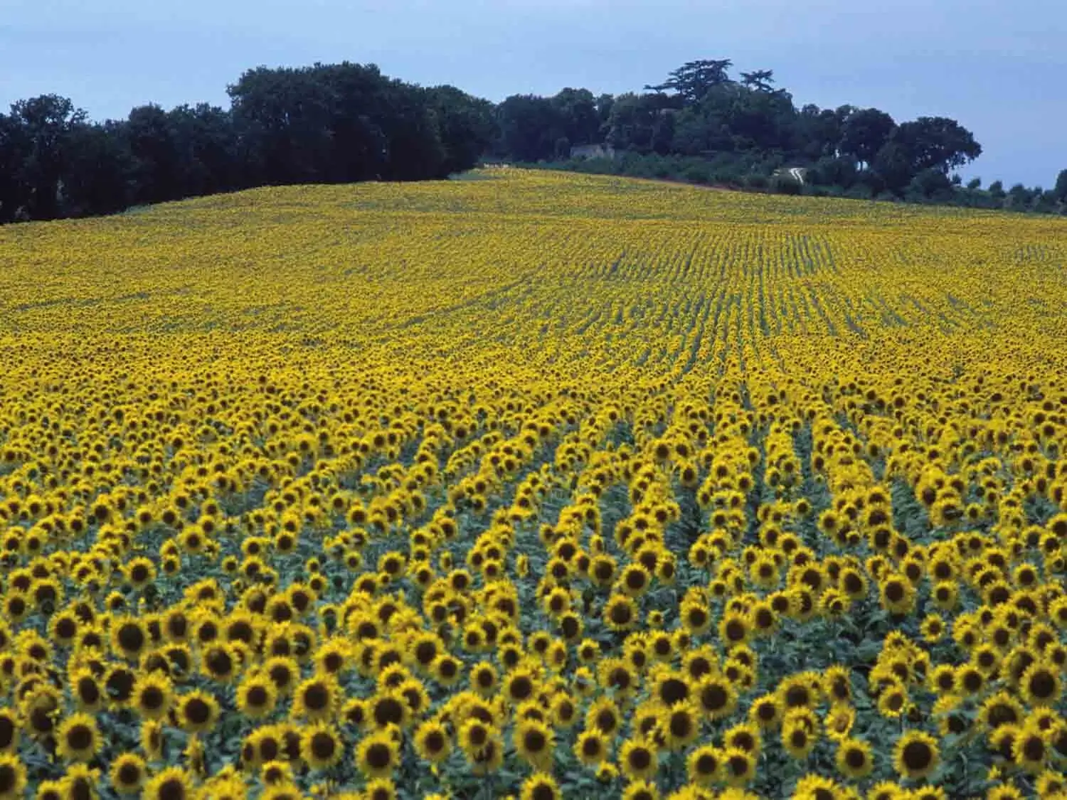 Sources majeures d'alimentation de portefeuille Agri Obtentions