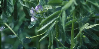 LENTILLE-FLORA_400x200