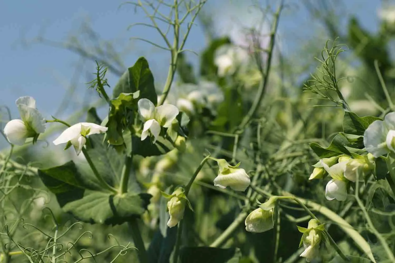 Pois de printemps vert génétique protéagineux