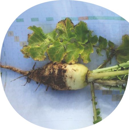 NWS1 – Smart Radish