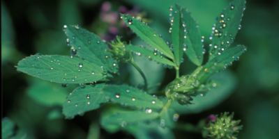 visuel luzerne-agriobtentions